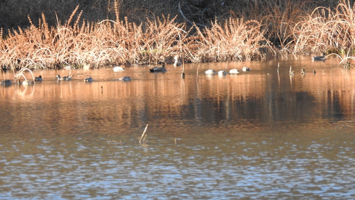 kopřivka obecná - ML645960253