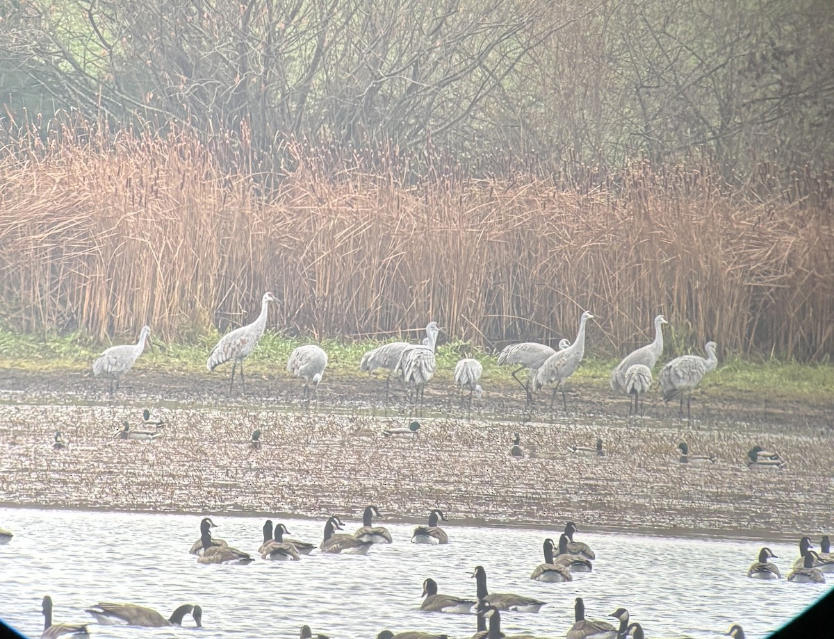 Sandhill Crane - ML645960254