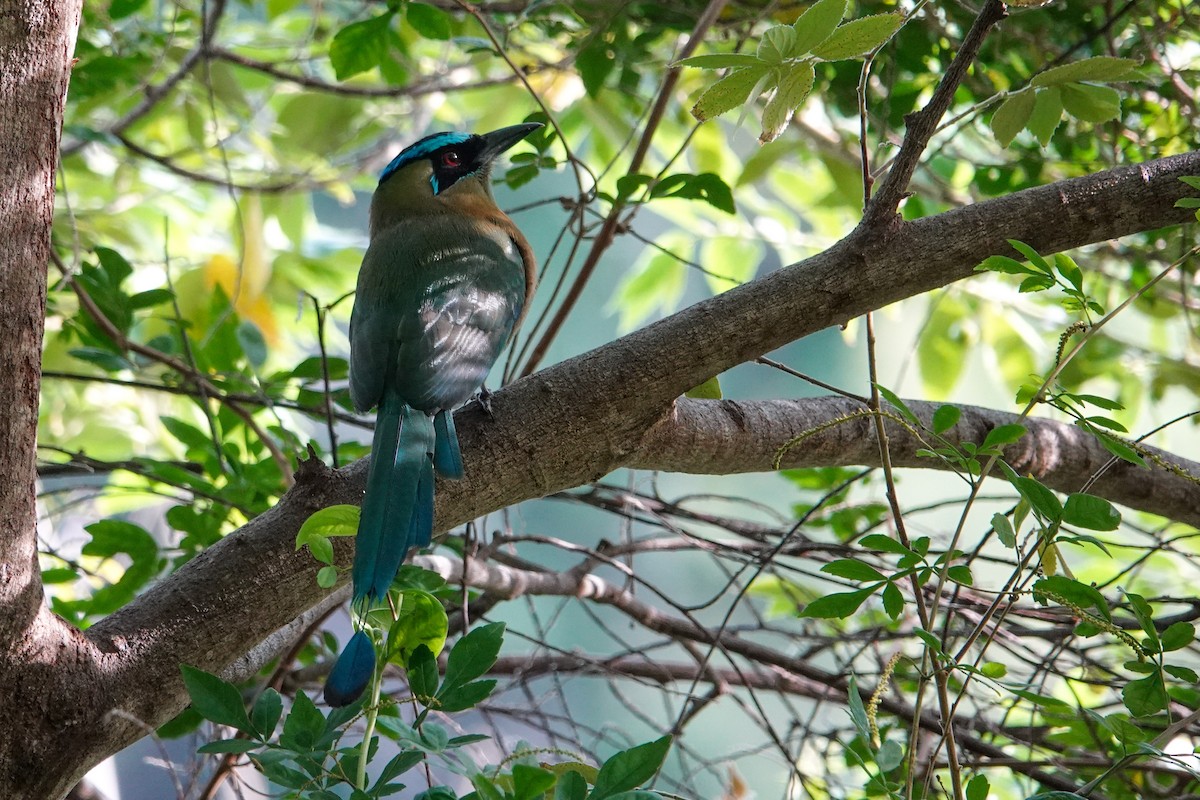 Lesson Motmotu - ML645960256