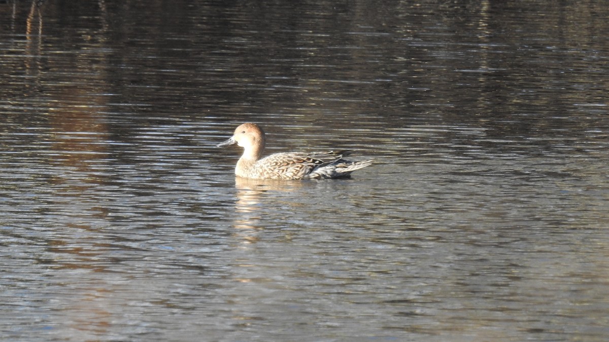 Northern Pintail - ML645960260