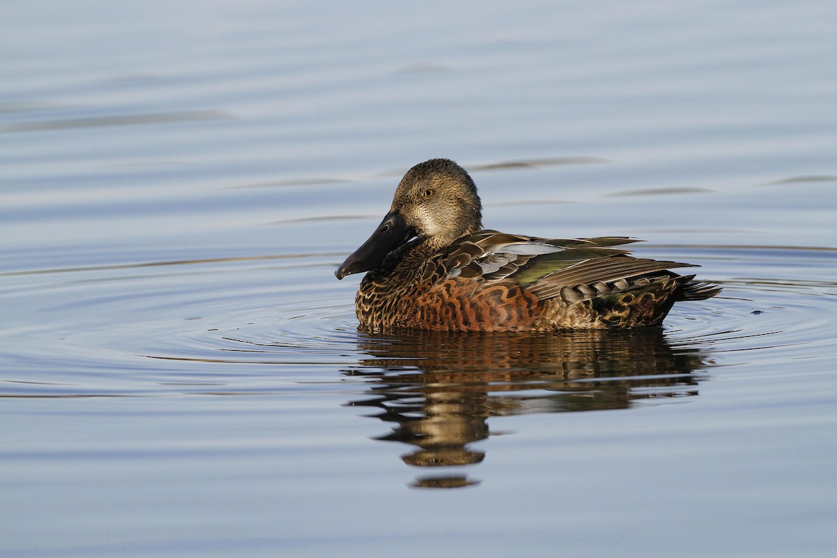 lžičák australský - ML645960262