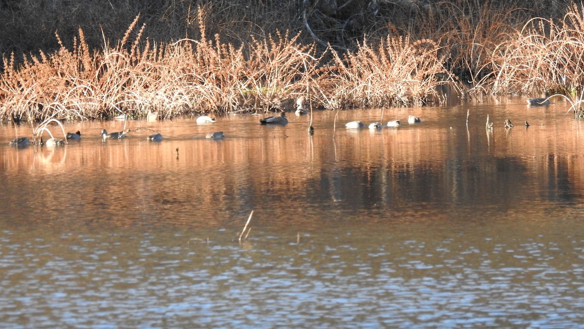 Green-winged Teal - ML645960272