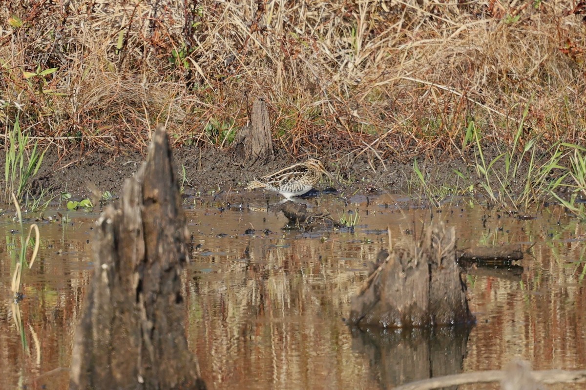 Wilson's Snipe - ML645960275