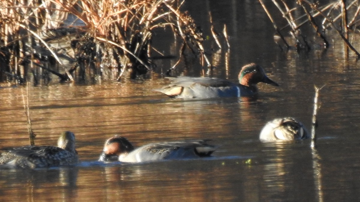 Green-winged Teal - ML645960282