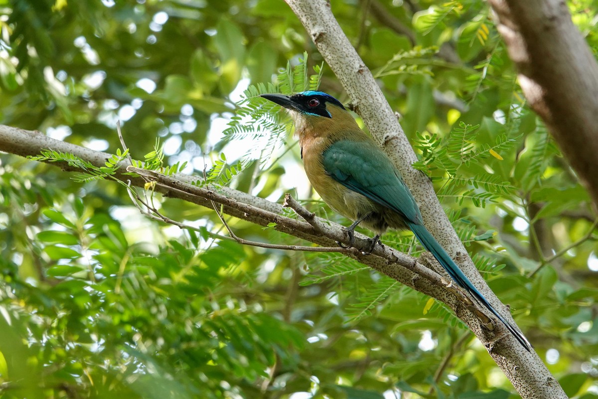 Lesson Motmotu - ML645960284