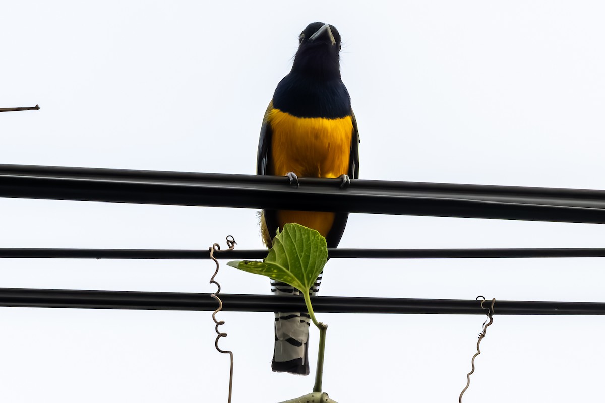 Gartered Violaceous Trogon - ML645960288