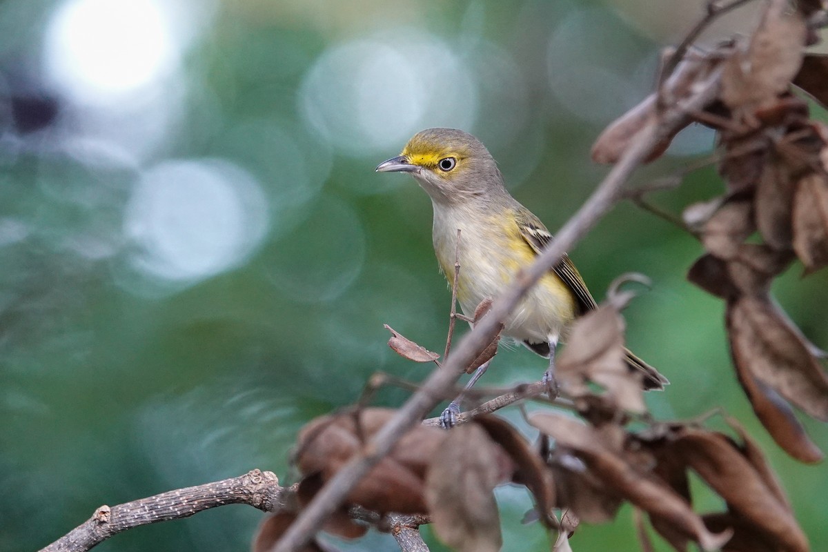 White-eyed Vireo - ML645960290