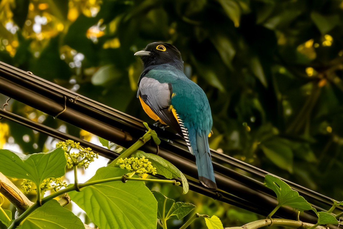 Gartered Violaceous Trogon - ML645960292