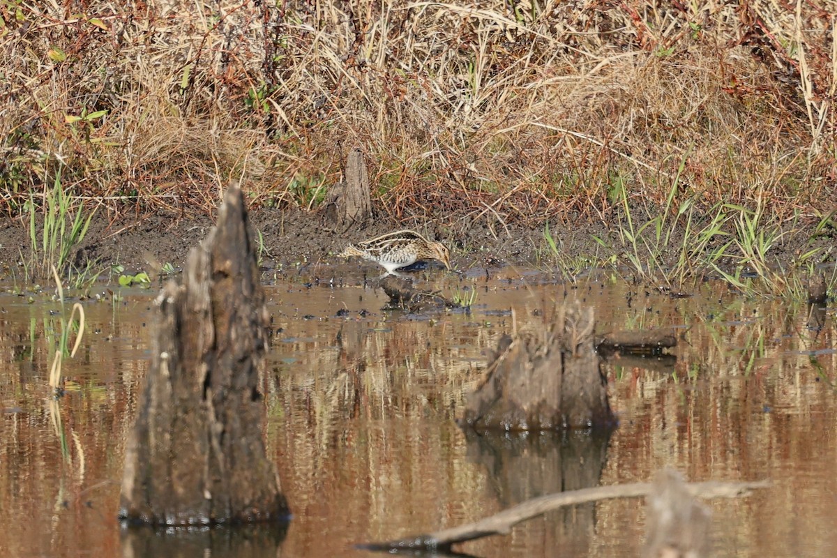 Wilson's Snipe - ML645960293