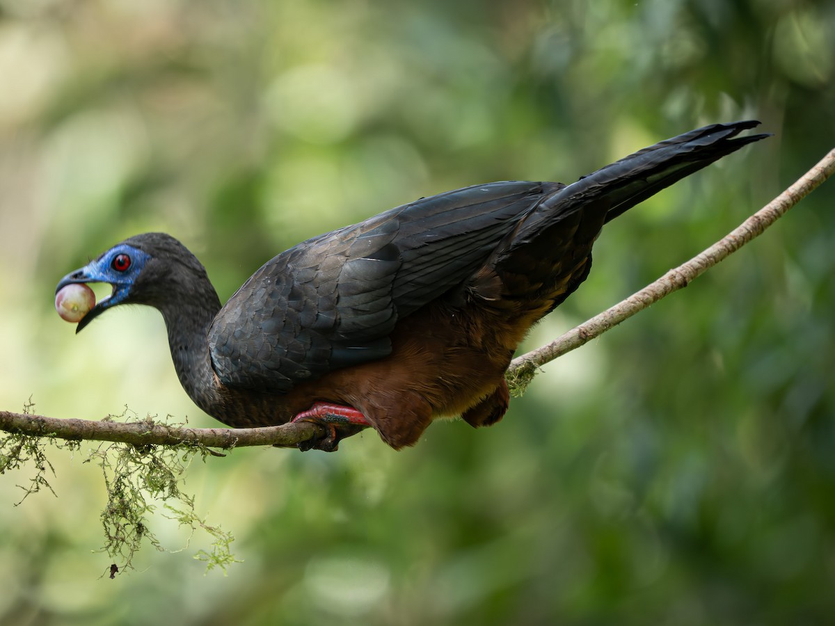 Sickle-winged Guan - ML645960294