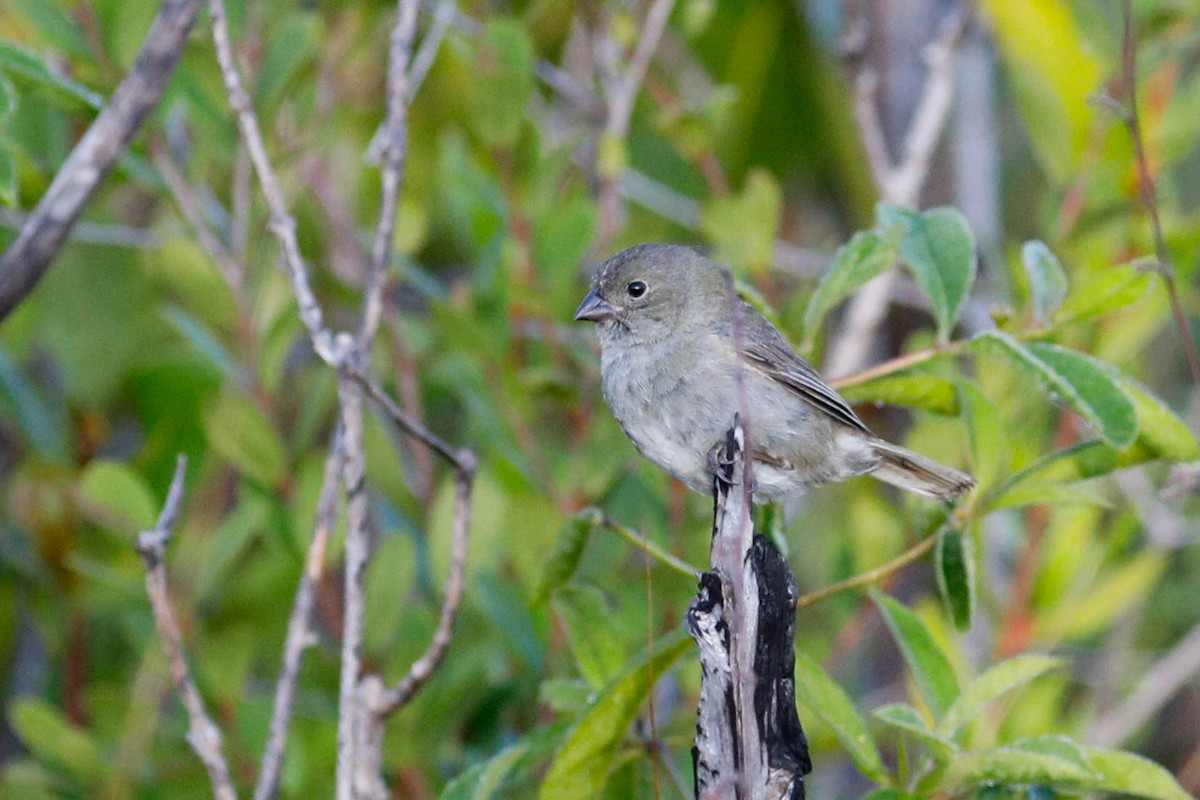 Black-faced Grassquit - ML645960304