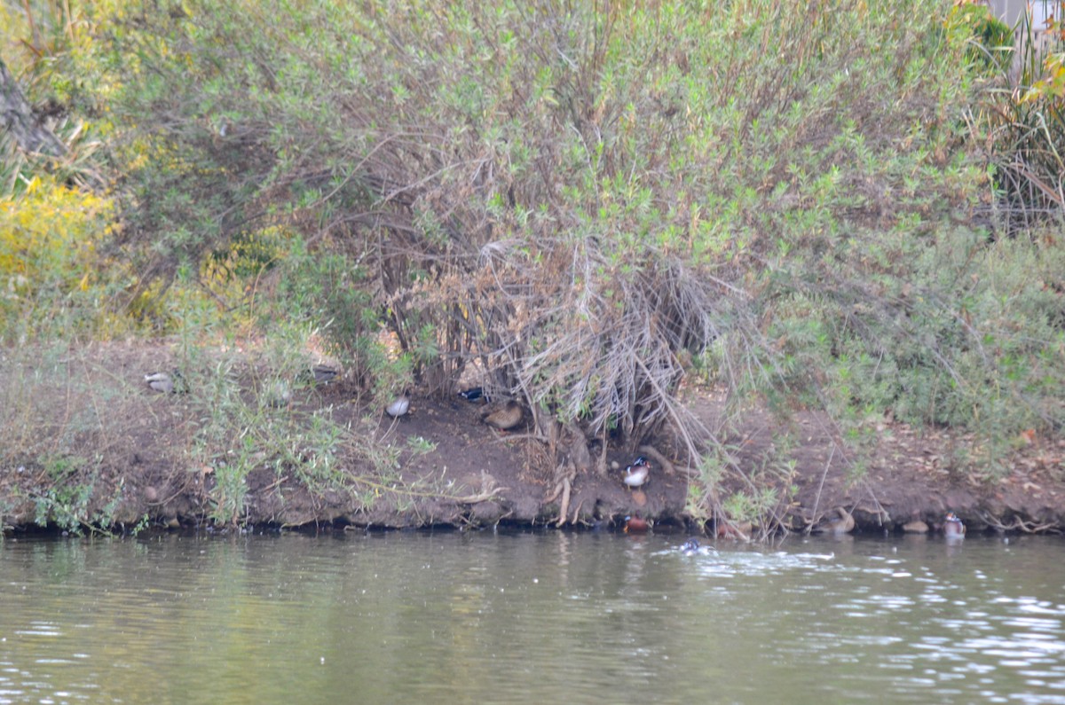 kachnička karolínská - ML645960305