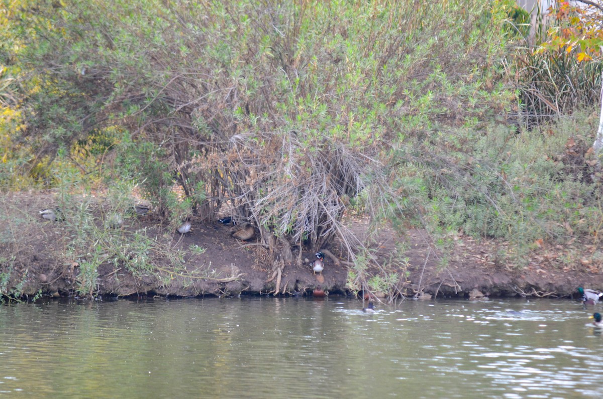 kachnička karolínská - ML645960306