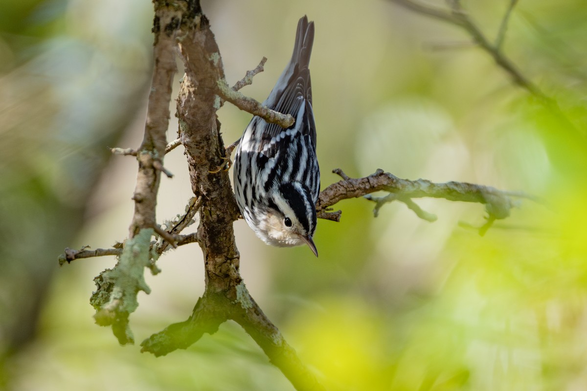 lesňáček černobílý - ML645960307