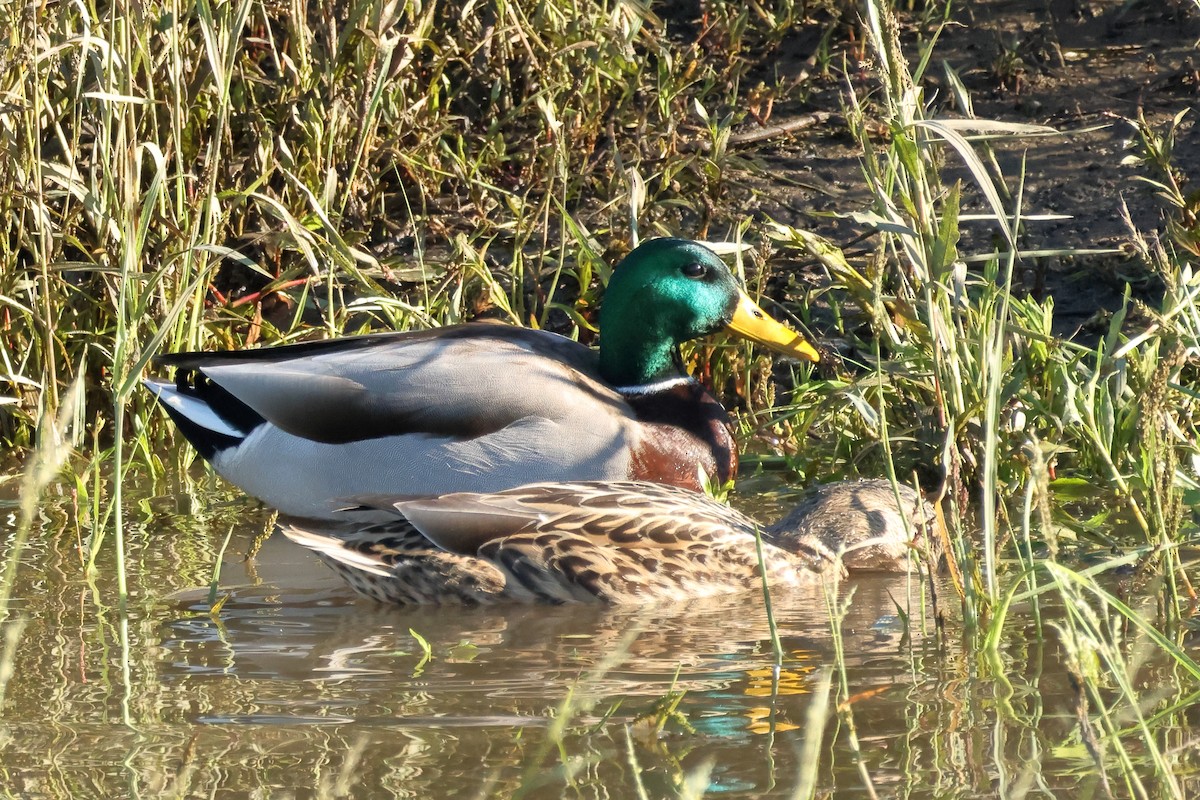 kachna divoká - ML645960309