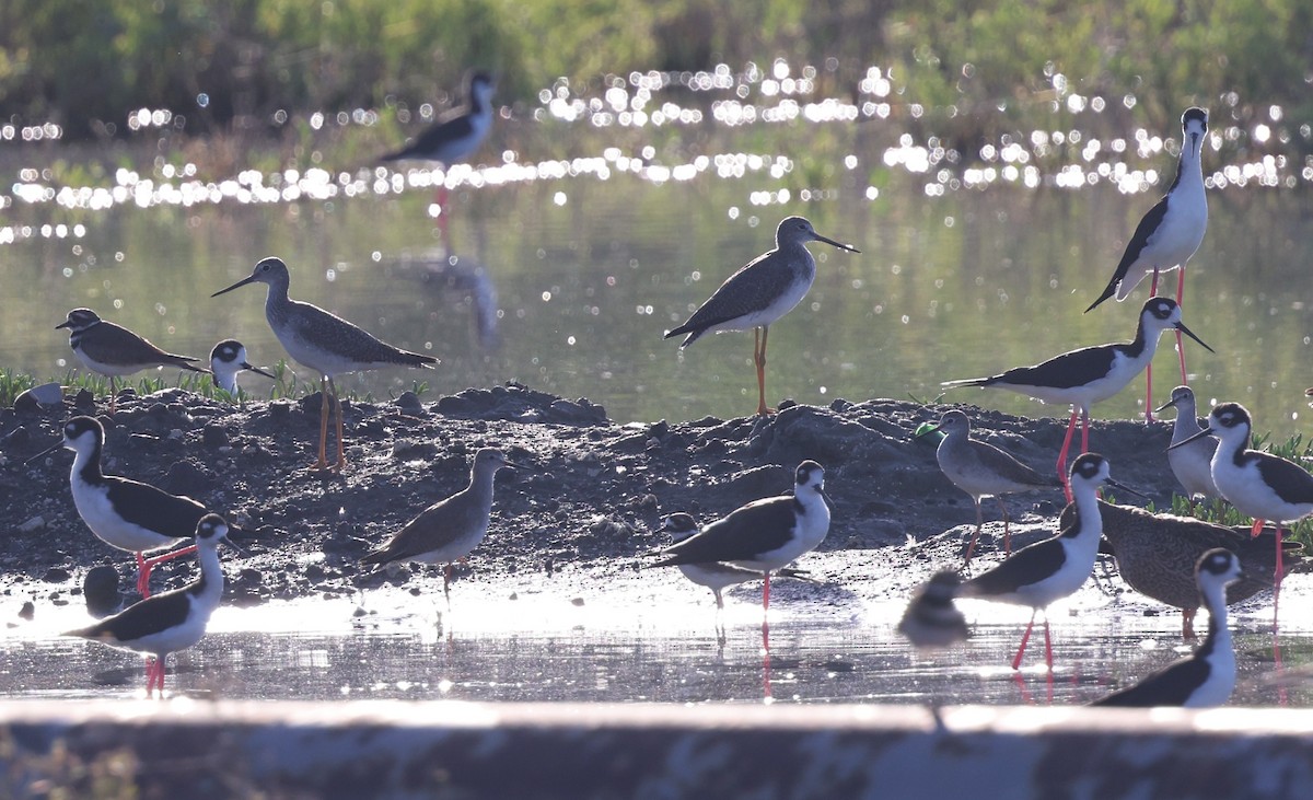 pisila černokrká - ML645960310