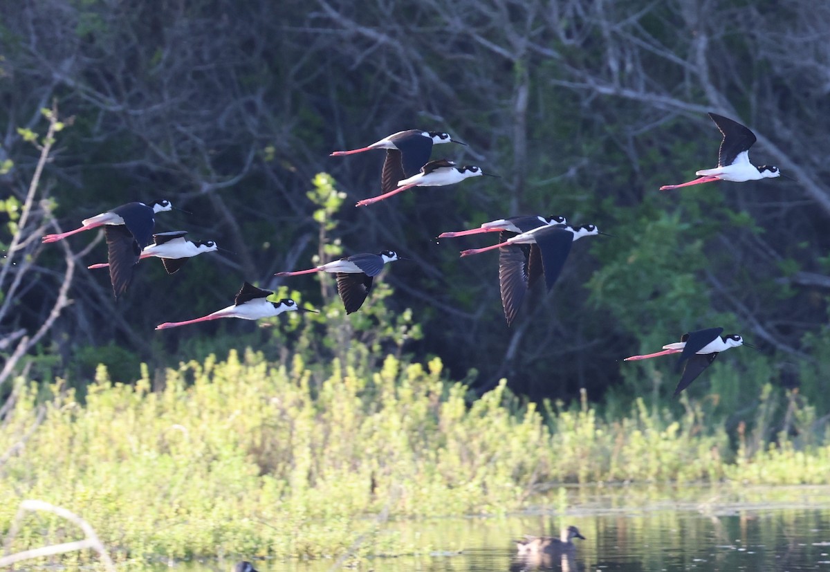 pisila černokrká - ML645960311