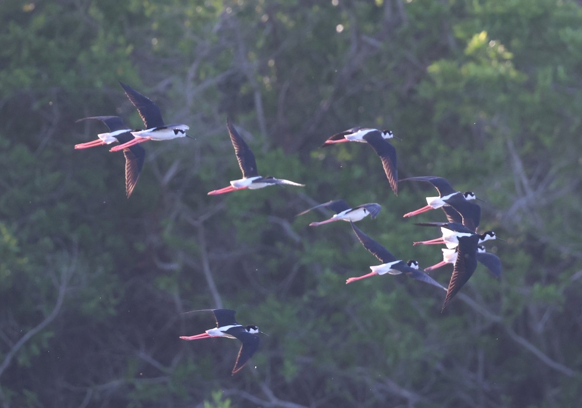 pisila černokrká - ML645960312