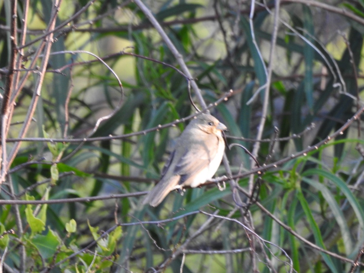Double-collared Seedeater - ML645960315