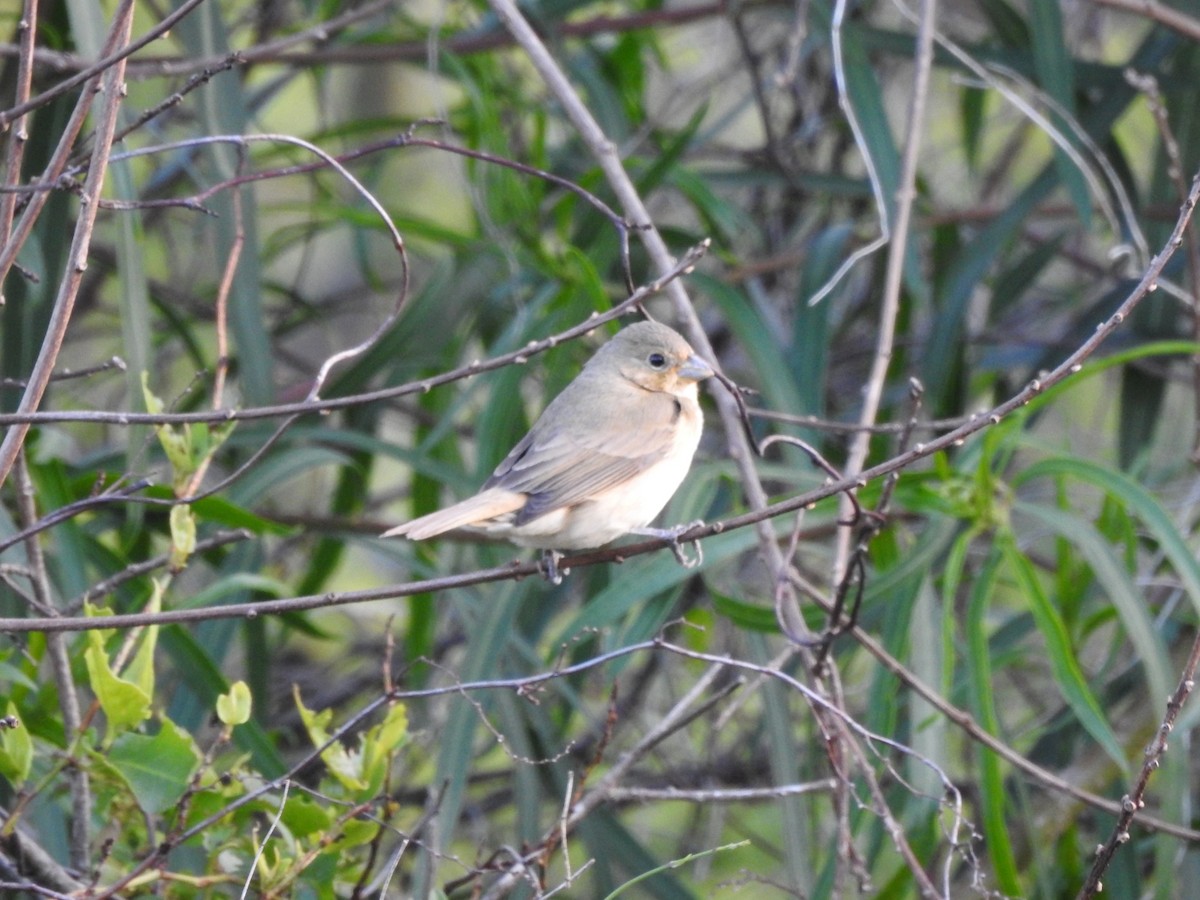 Double-collared Seedeater - ML645960316