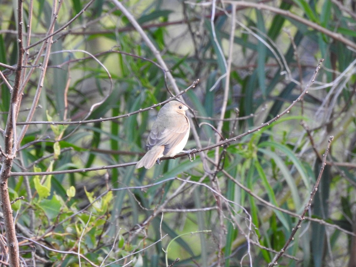 Double-collared Seedeater - ML645960317