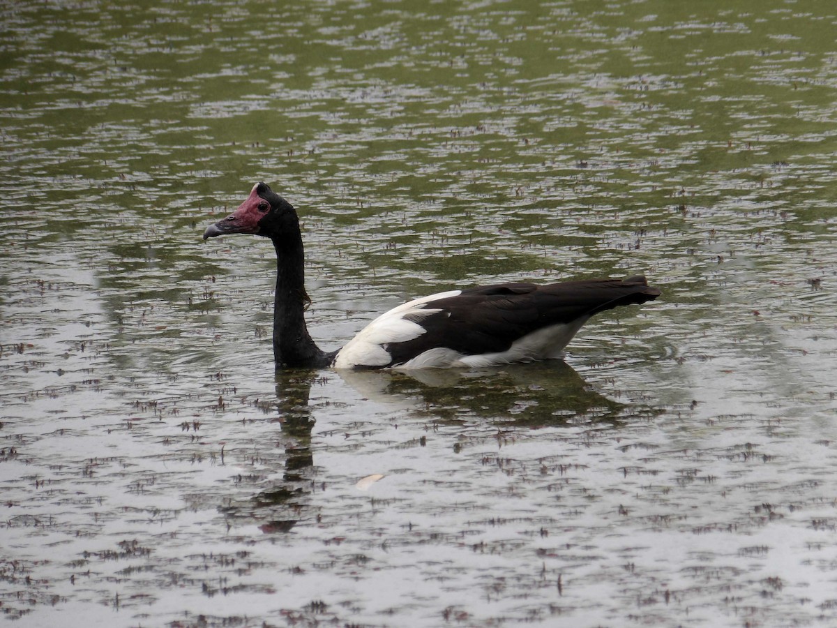 husovec strakatý - ML645960318