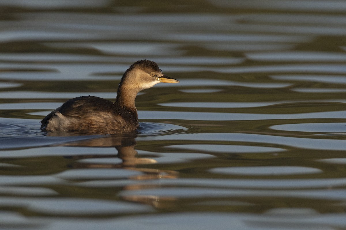 potápka malá [skupina ruficollis] - ML645960320