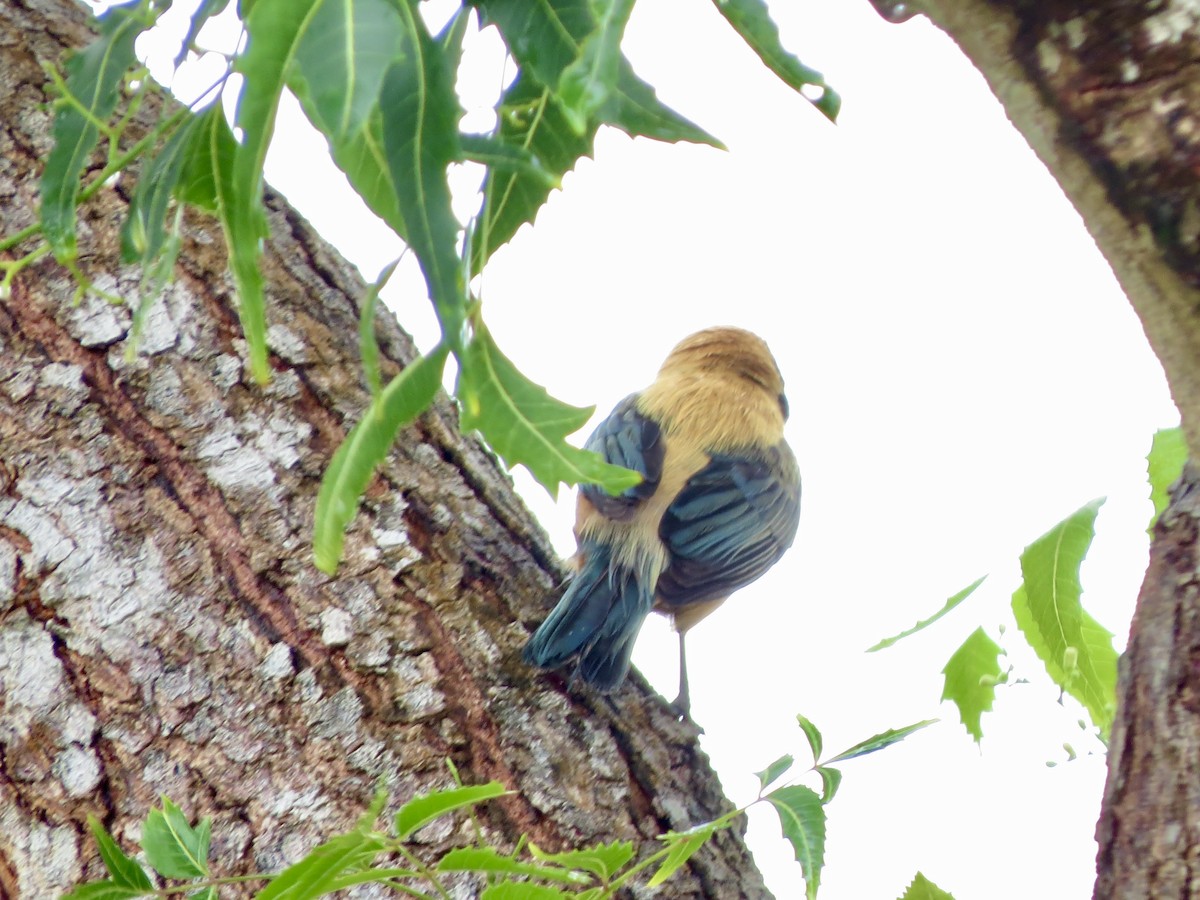 Burnished-buff Tanager - ML645960322