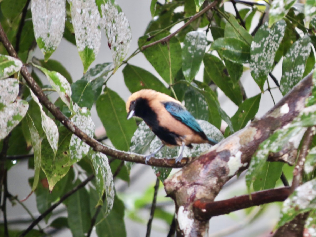 Burnished-buff Tanager - ML645960323