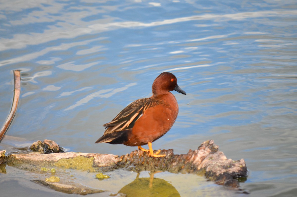 čírka skořicová - ML645960324