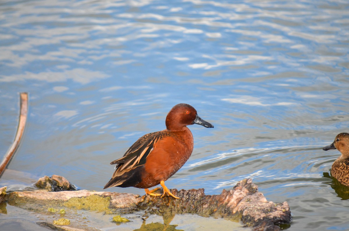 čírka skořicová - ML645960325