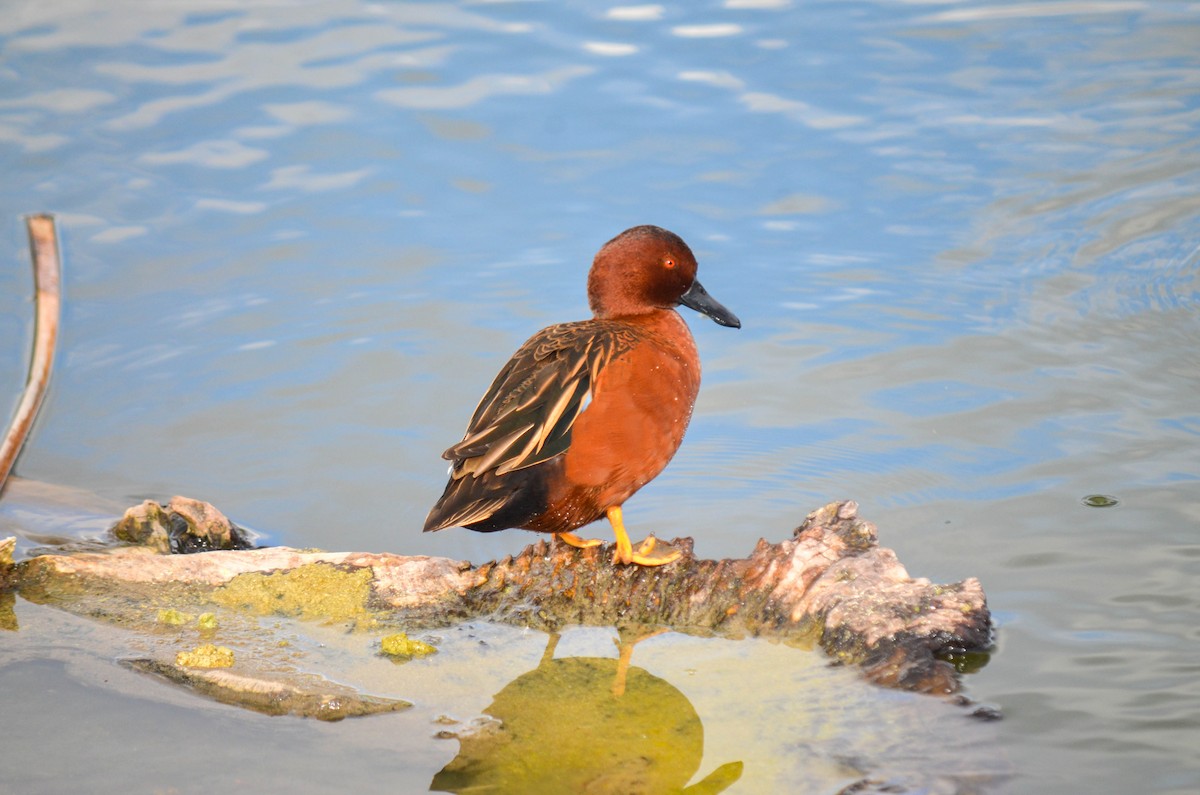 čírka skořicová - ML645960326