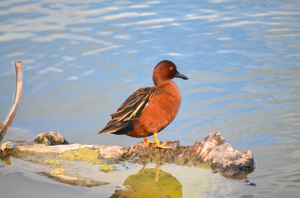 čírka skořicová - ML645960327