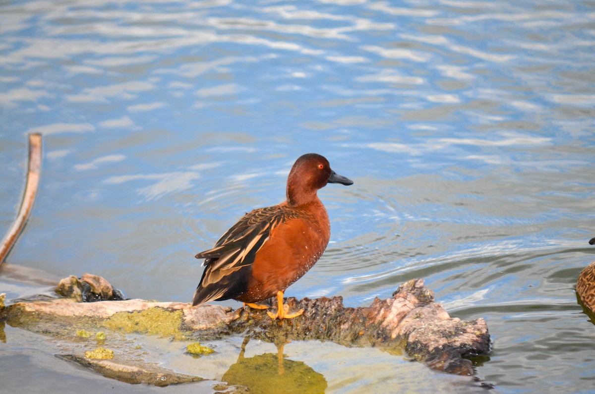 čírka skořicová - ML645960328