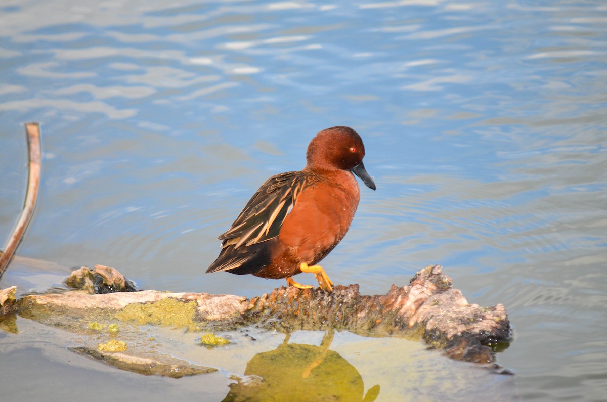 čírka skořicová - ML645960329