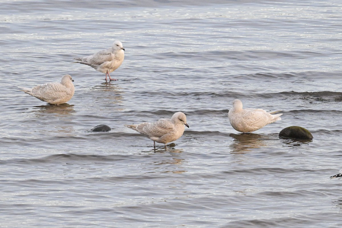 racek polární - ML645960330