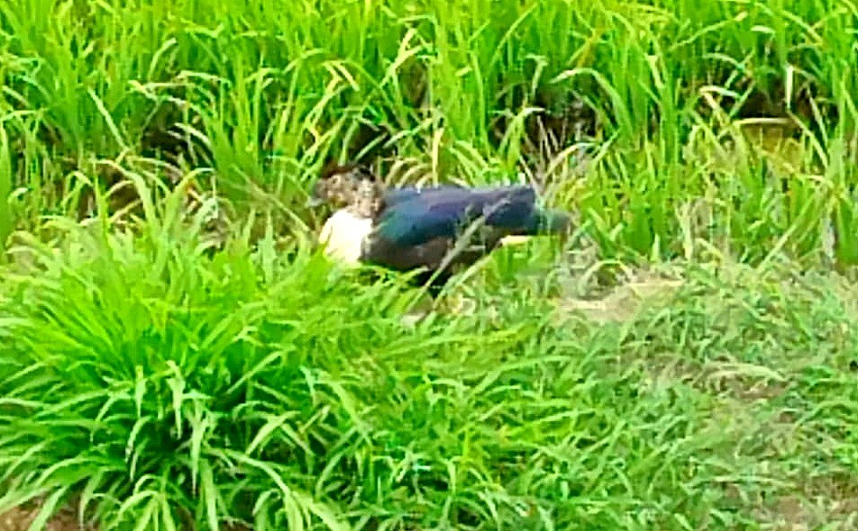 pižmovka černoboká - ML645960331