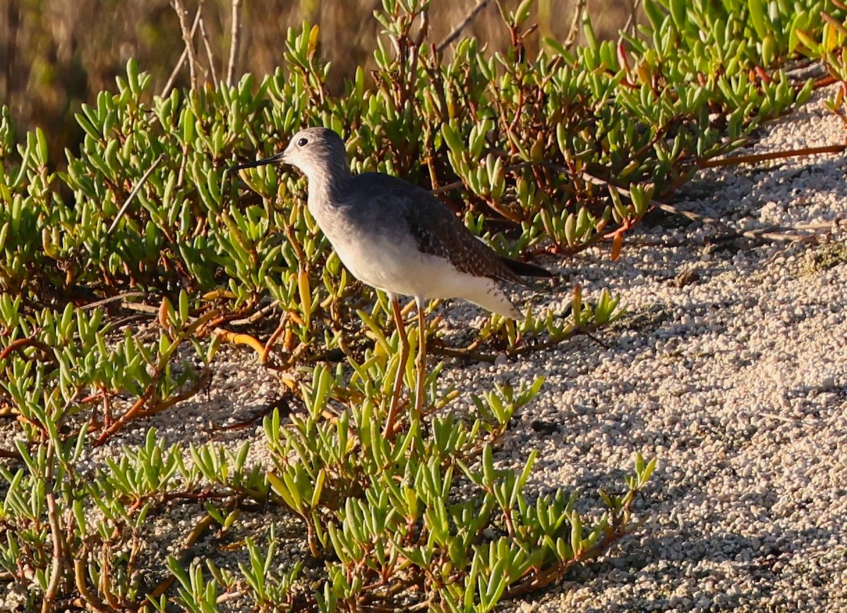 vodouš žlutonohý - ML645960332