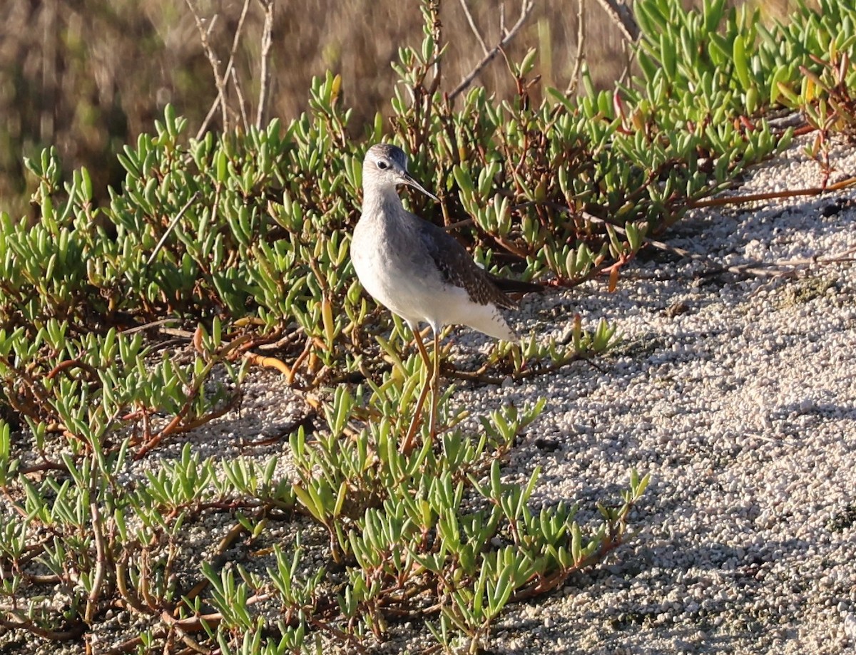 vodouš žlutonohý - ML645960333