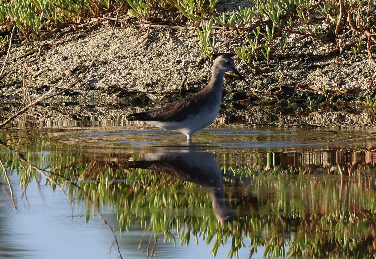 vodouš žlutonohý - ML645960334
