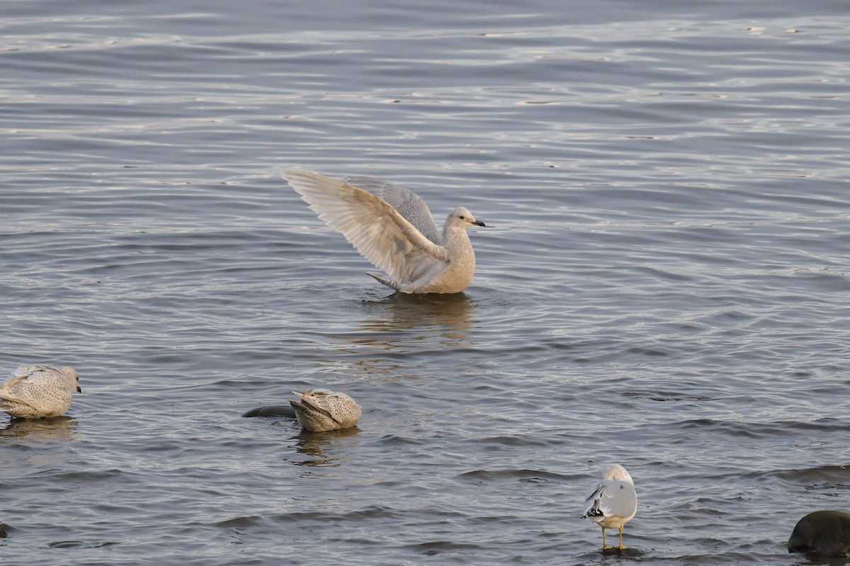 racek polární - ML645960336