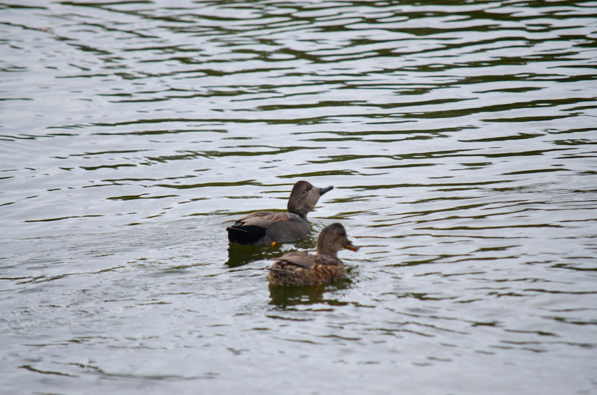 kopřivka obecná - ML645960348
