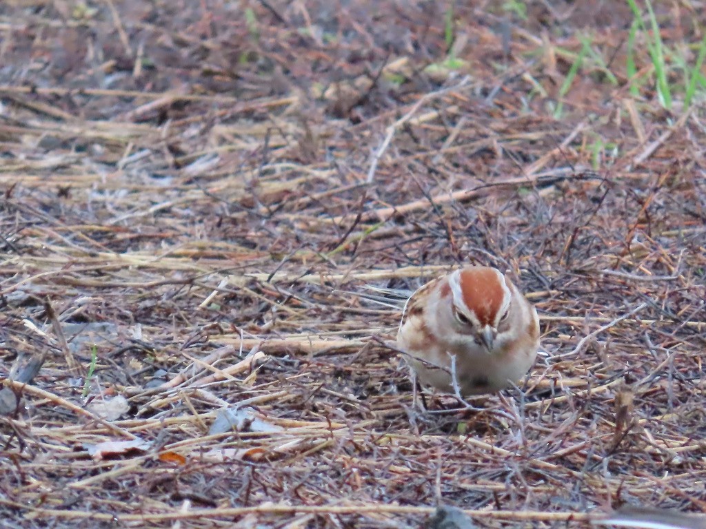 American Tree Sparrow - ML645960354