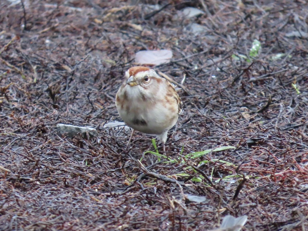 American Tree Sparrow - ML645960355