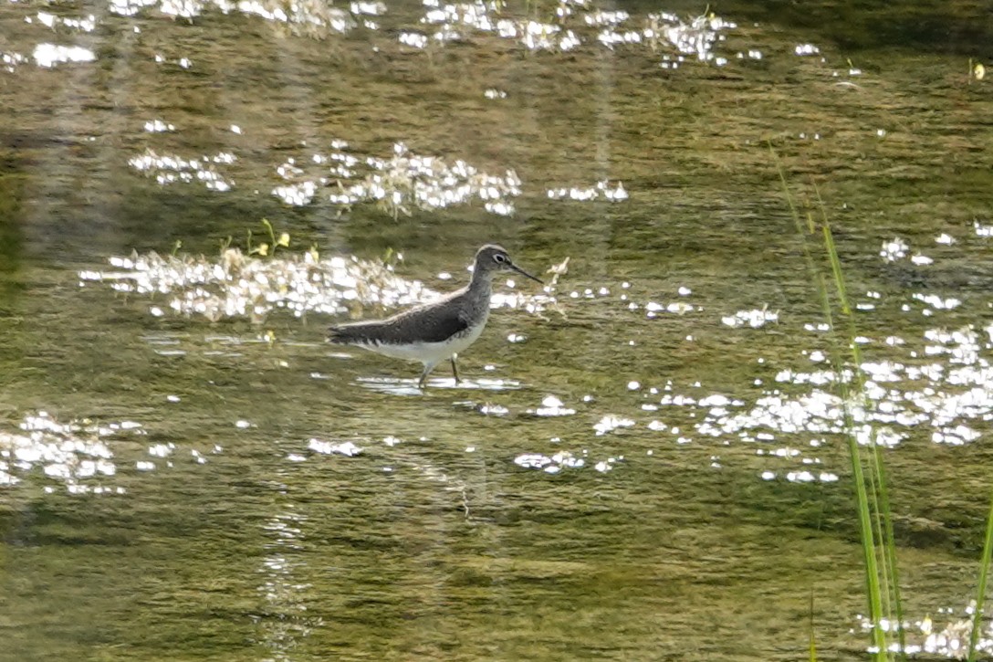 Solitary Sandpiper - ML645960361