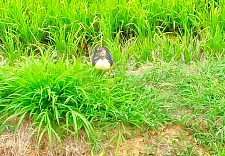 pižmovka černoboká - ML645960371