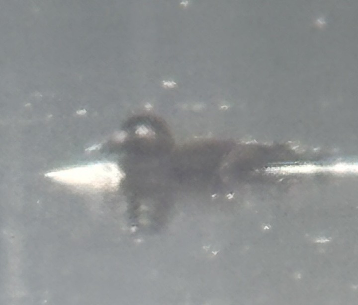 White-winged Scoter - ML645960386