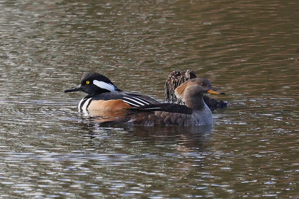Hooded Merganser - ML645960387
