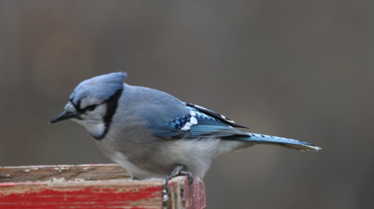 Blue Jay - ML645960390