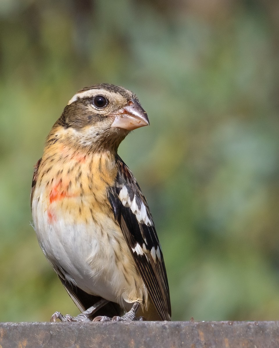 Rose-breasted Grosbeak - ML645960392